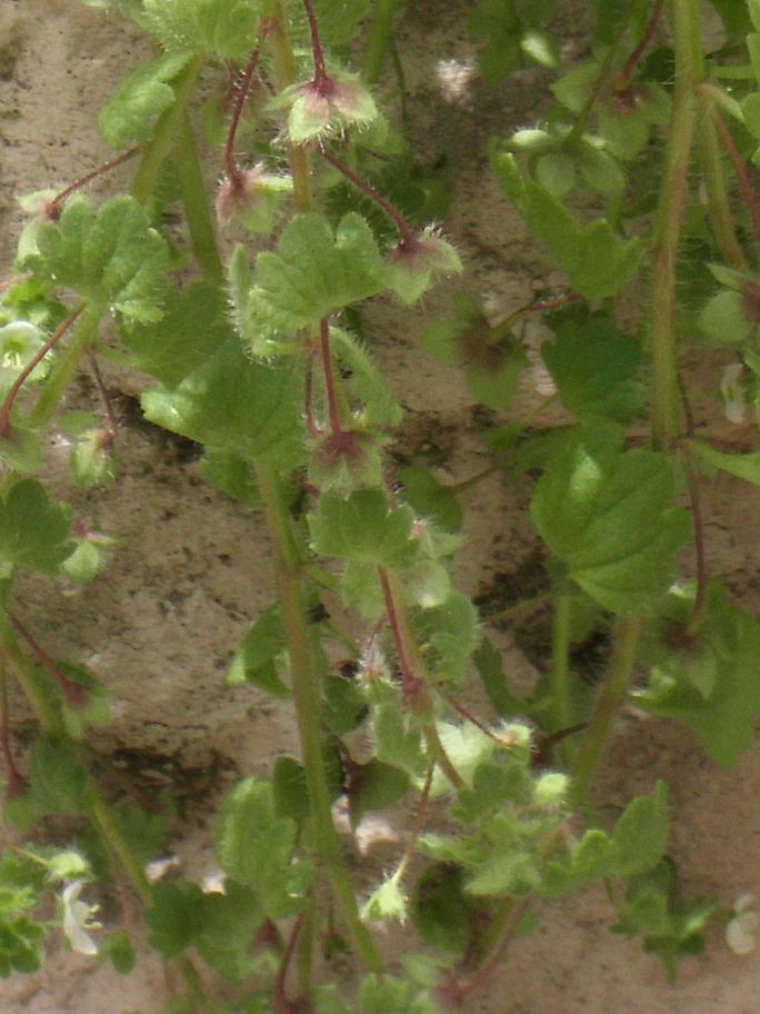 Veronica cymbalaria